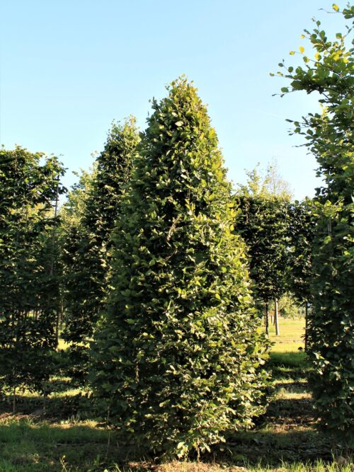 Haagbeuk | Piramidevorm