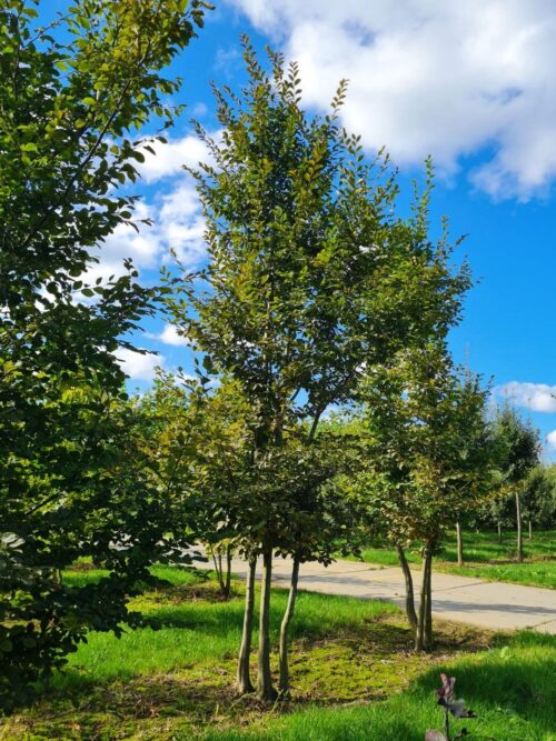 Haagbeuk | Meerstammig