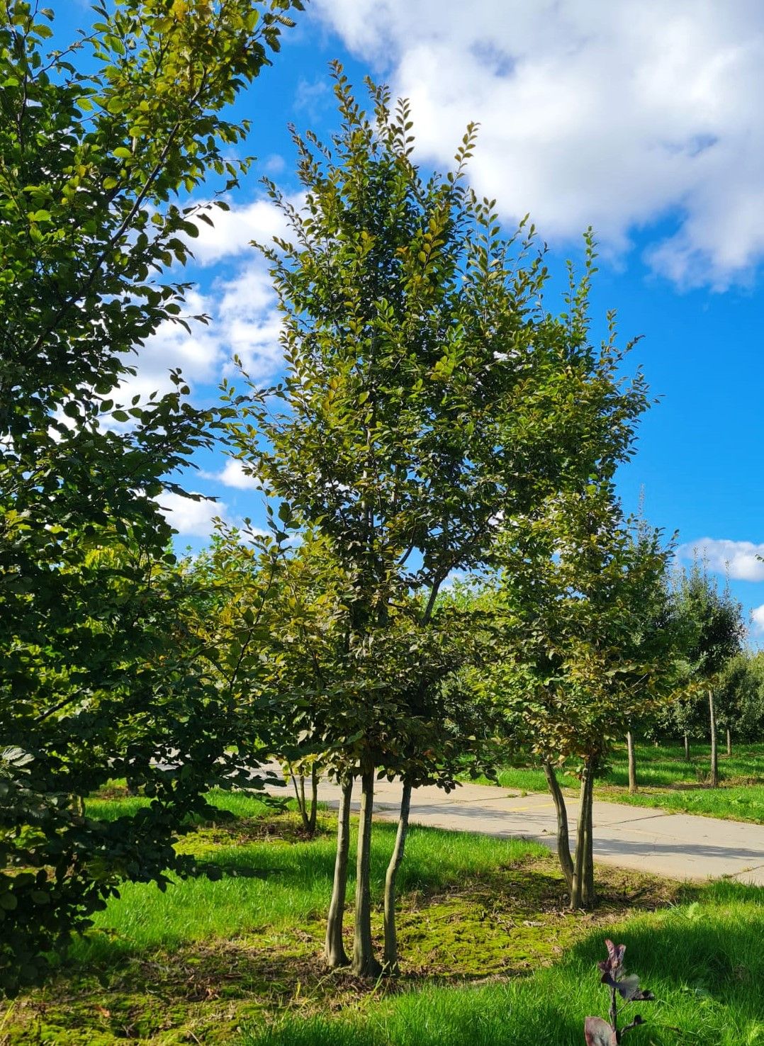 Haagbeuk | Meerstammig