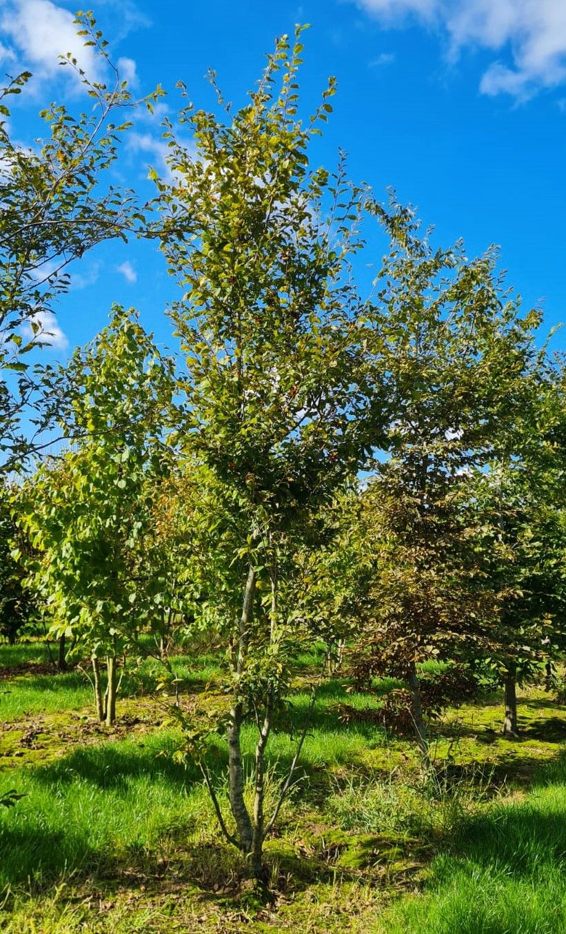 Eikbladige haagbeuk | Meerstammig