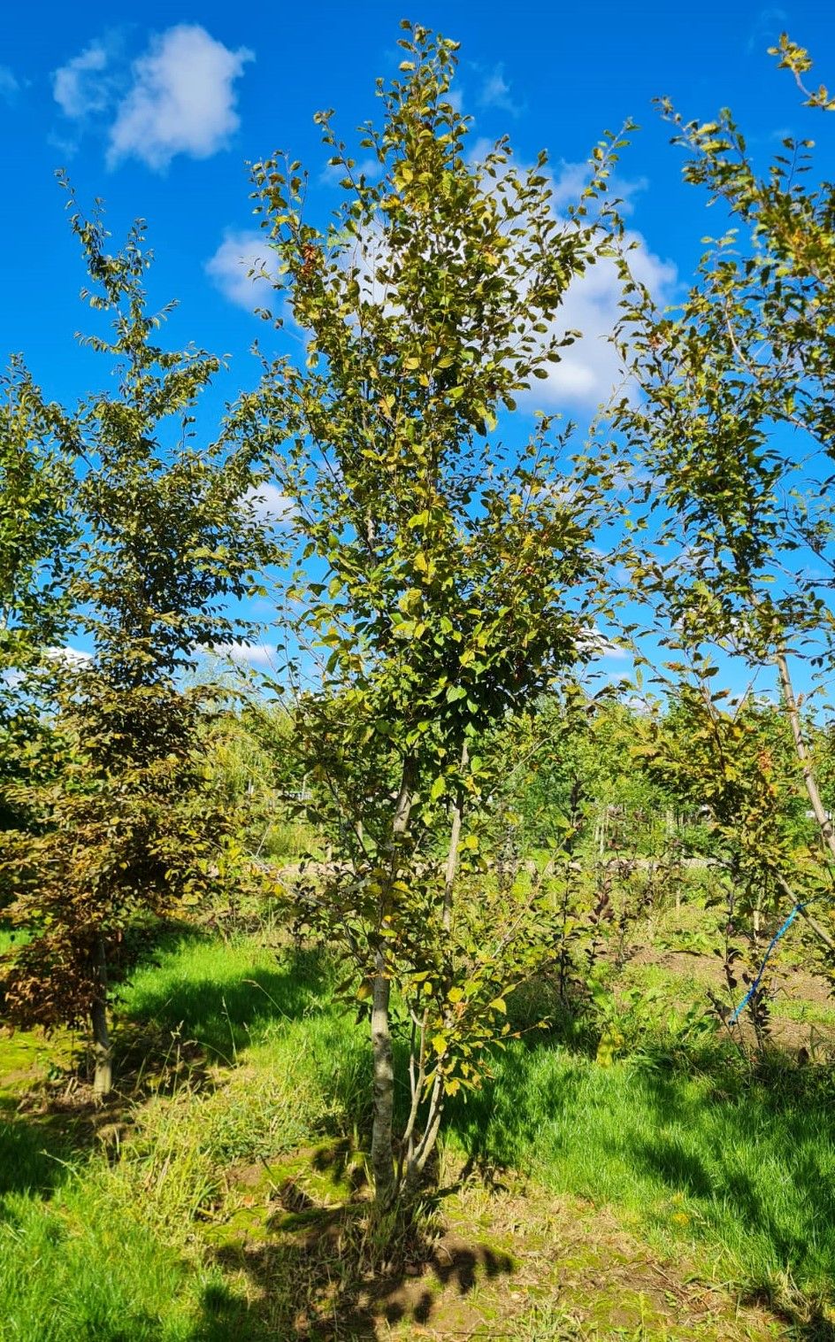Eikbladige haagbeuk | Meerstammig
