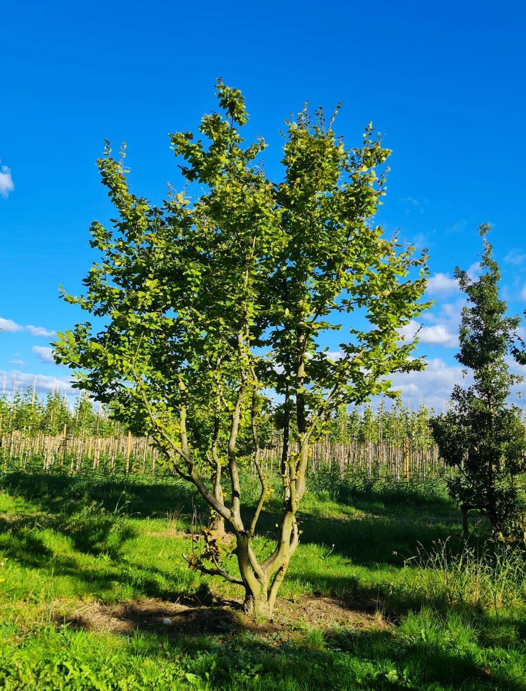 Haagbeuk | Meerstammig