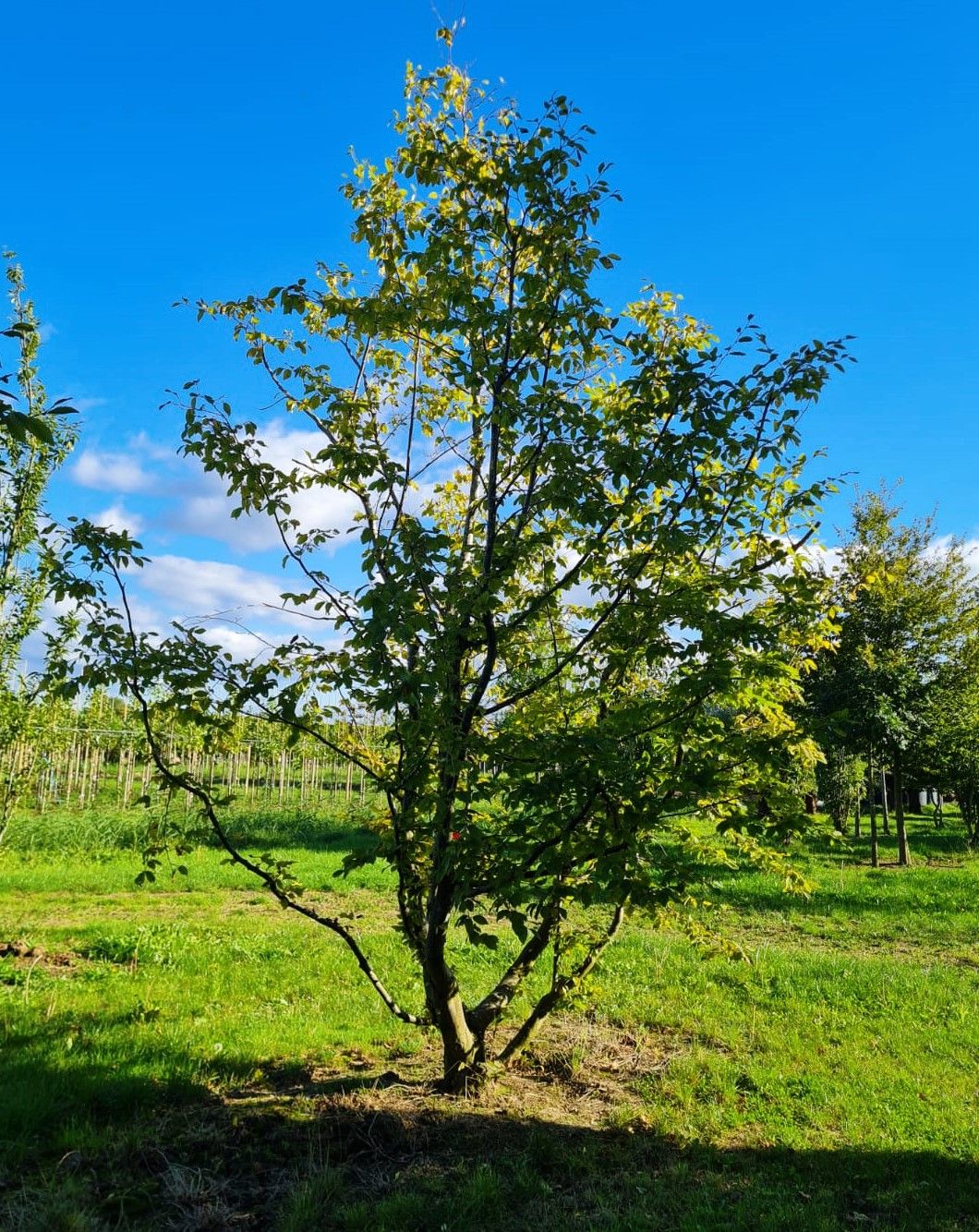 Haagbeuk | Meerstammig