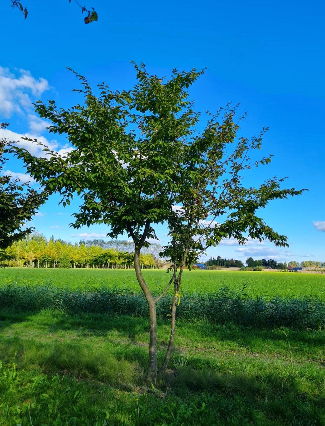 Haagbeuk | Meerstammig