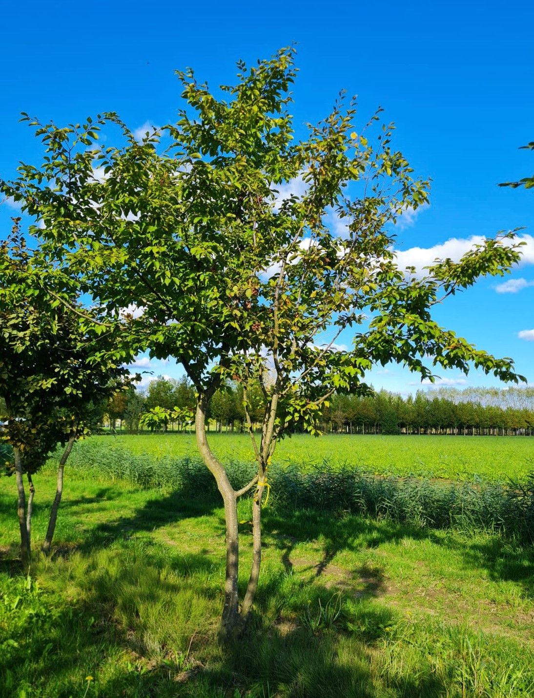 Haagbeuk | Meerstammig