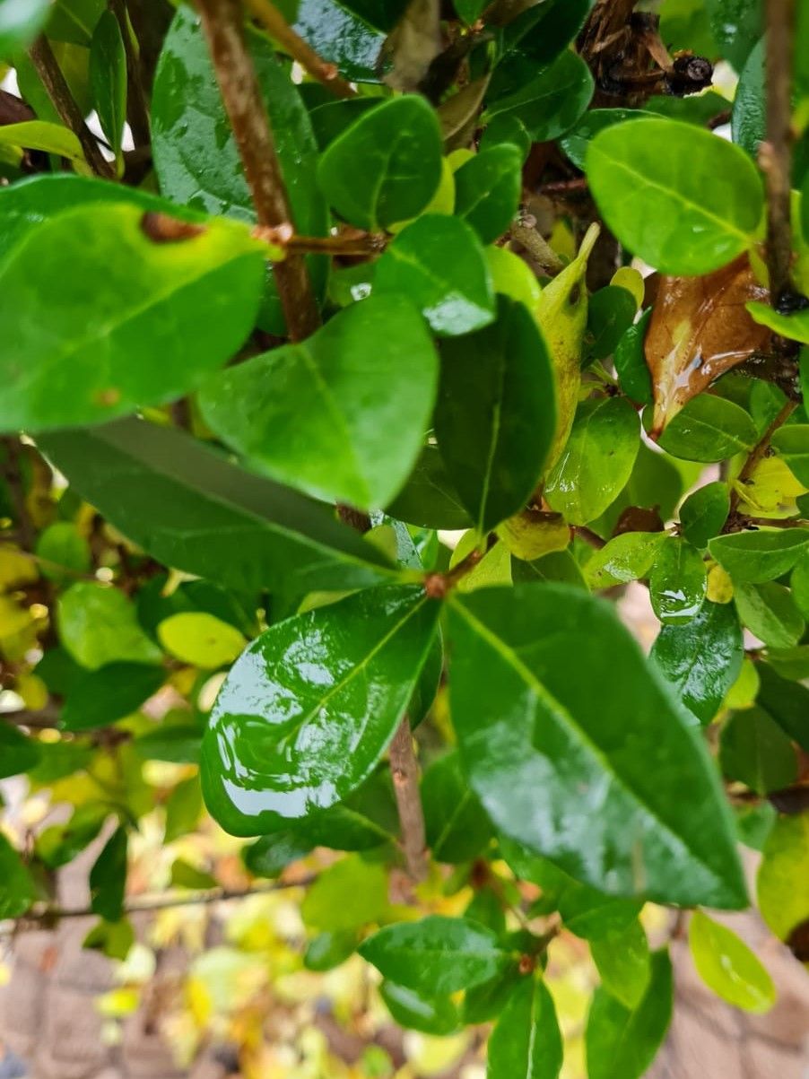 Liguster | Struikvorm