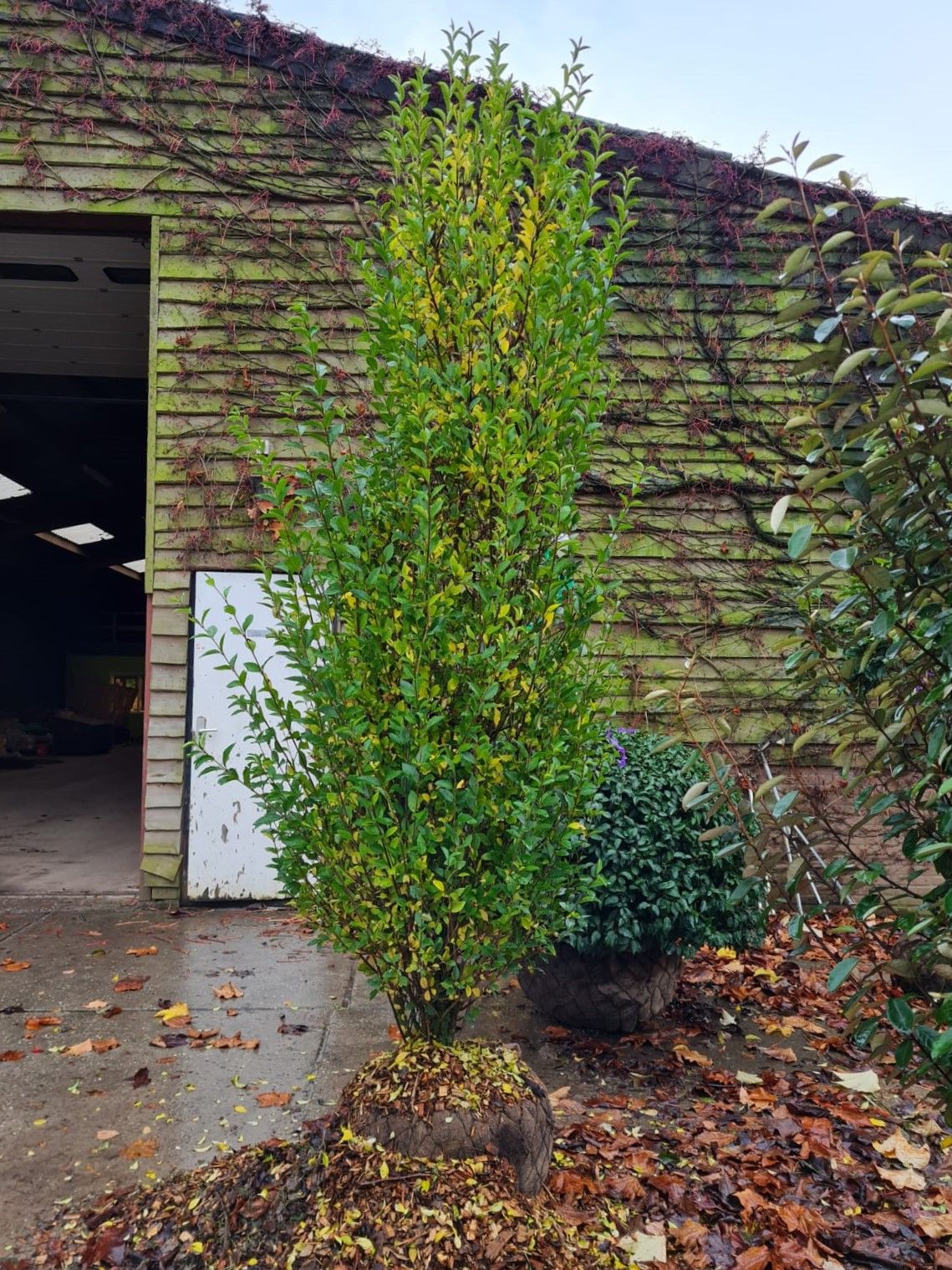 Liguster | Struikvorm