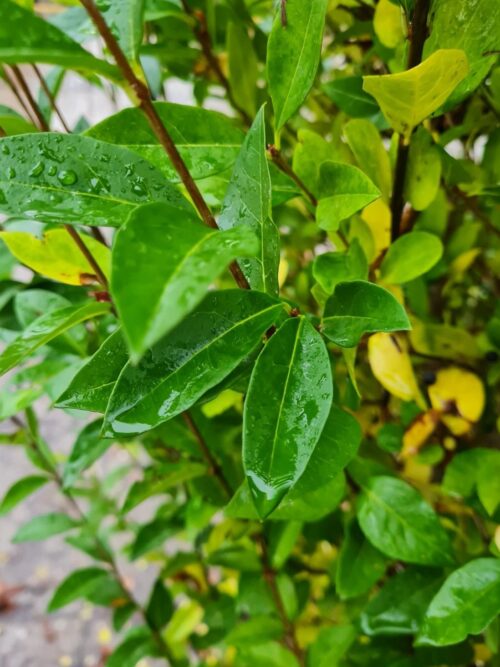 Liguster | Struikvorm