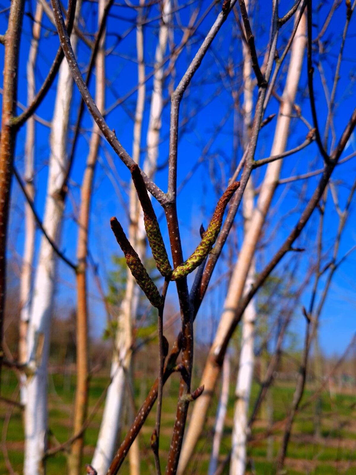 Papierberk | Hoogstam