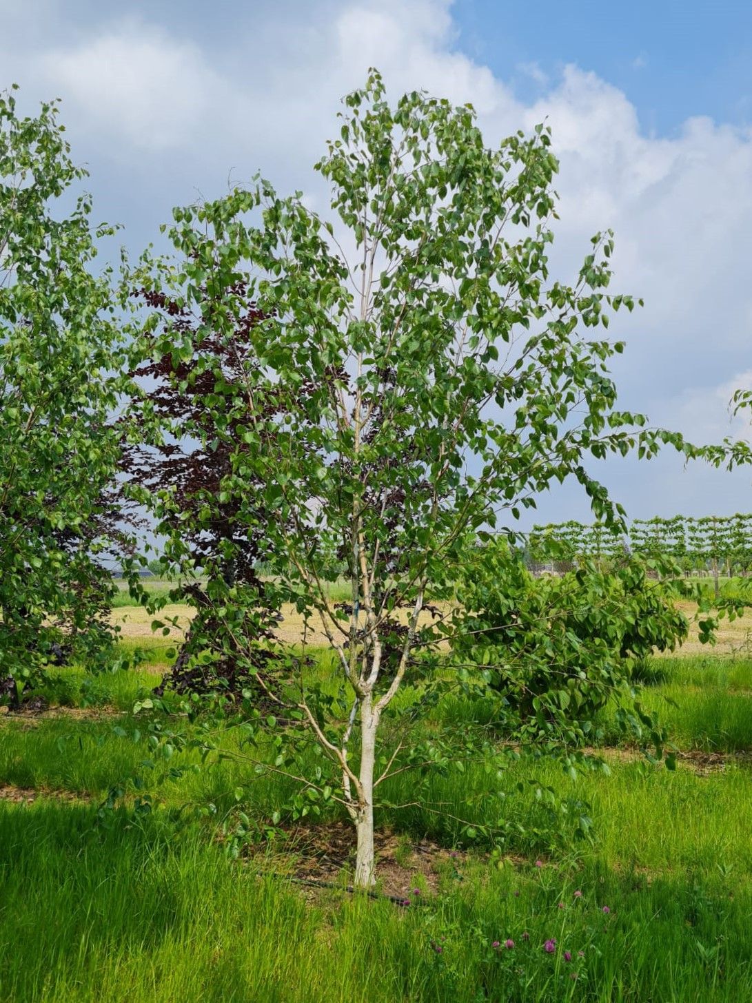 Papierberk | Hoogstam