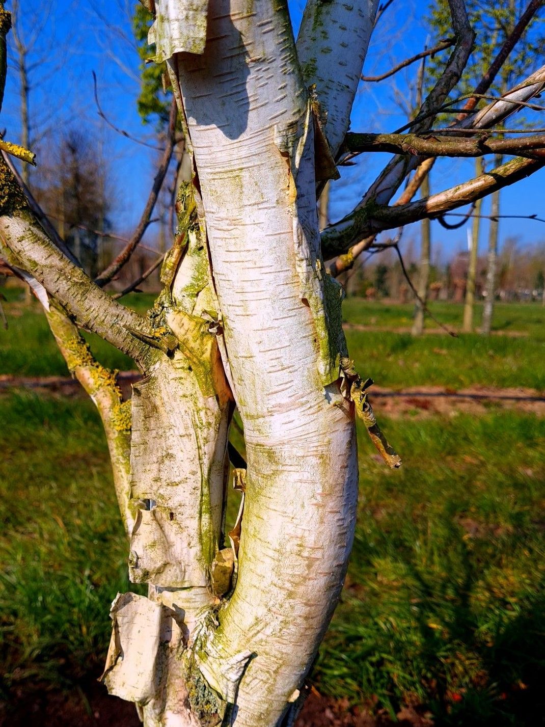 Papierberk | Hoogstam