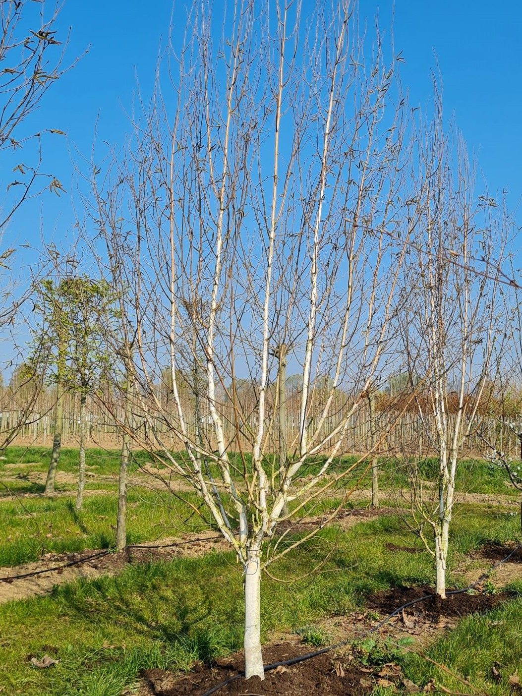 Papierberk | Hoogstam