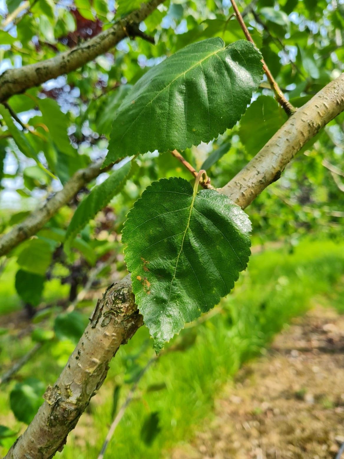 Papierberk | Hoogstam