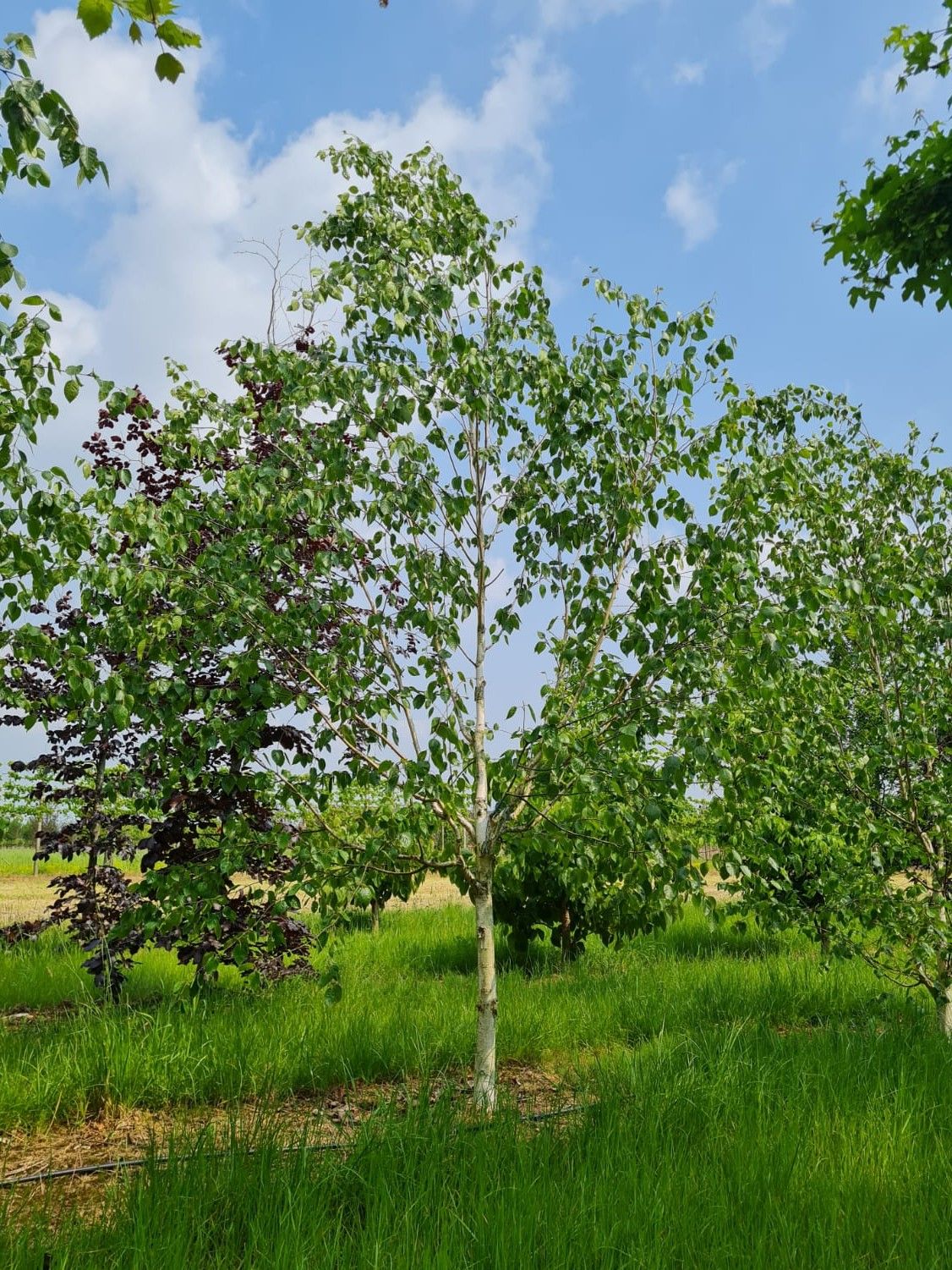 Papierberk | Hoogstam