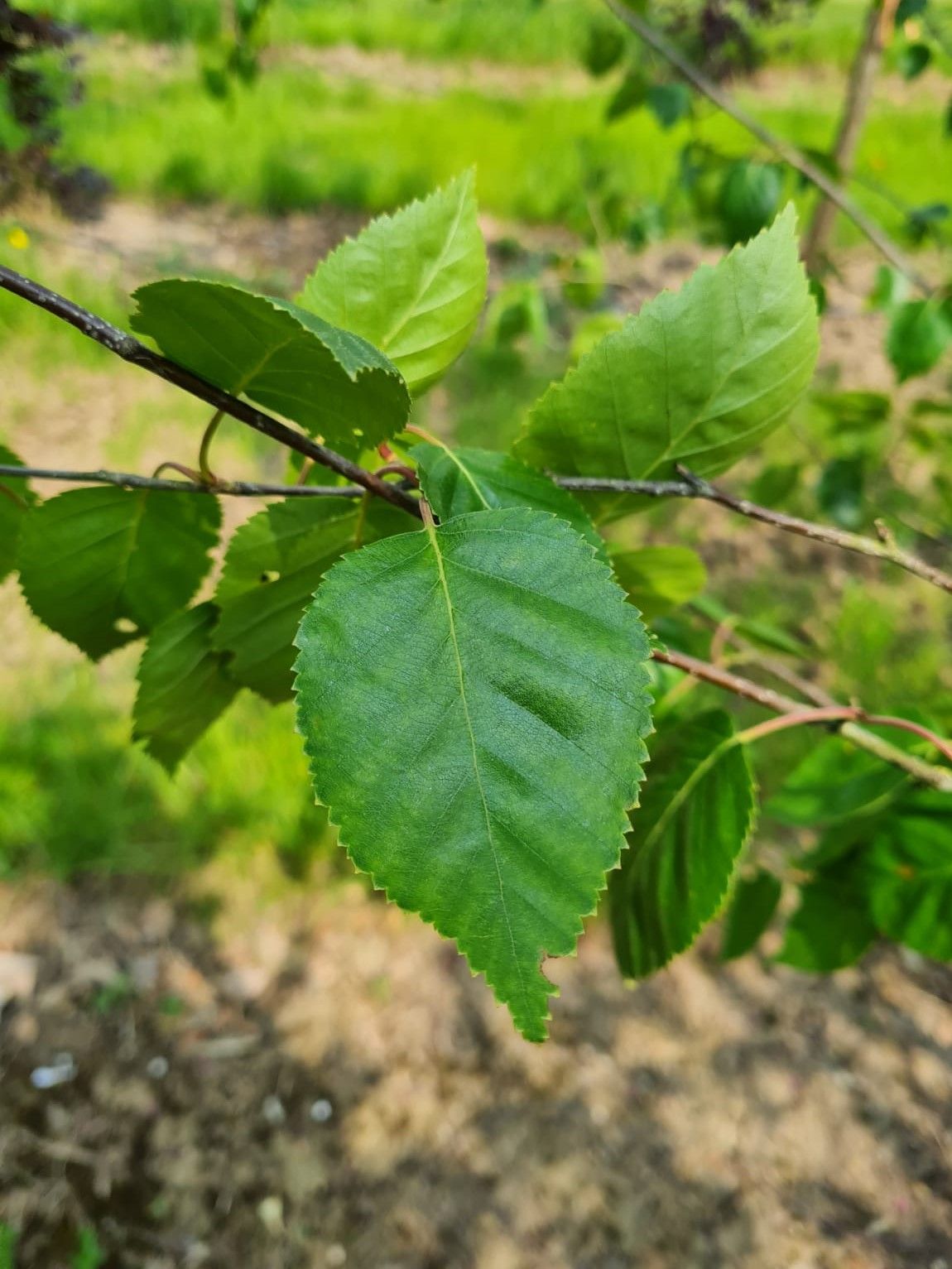Papierberk | Hoogstam