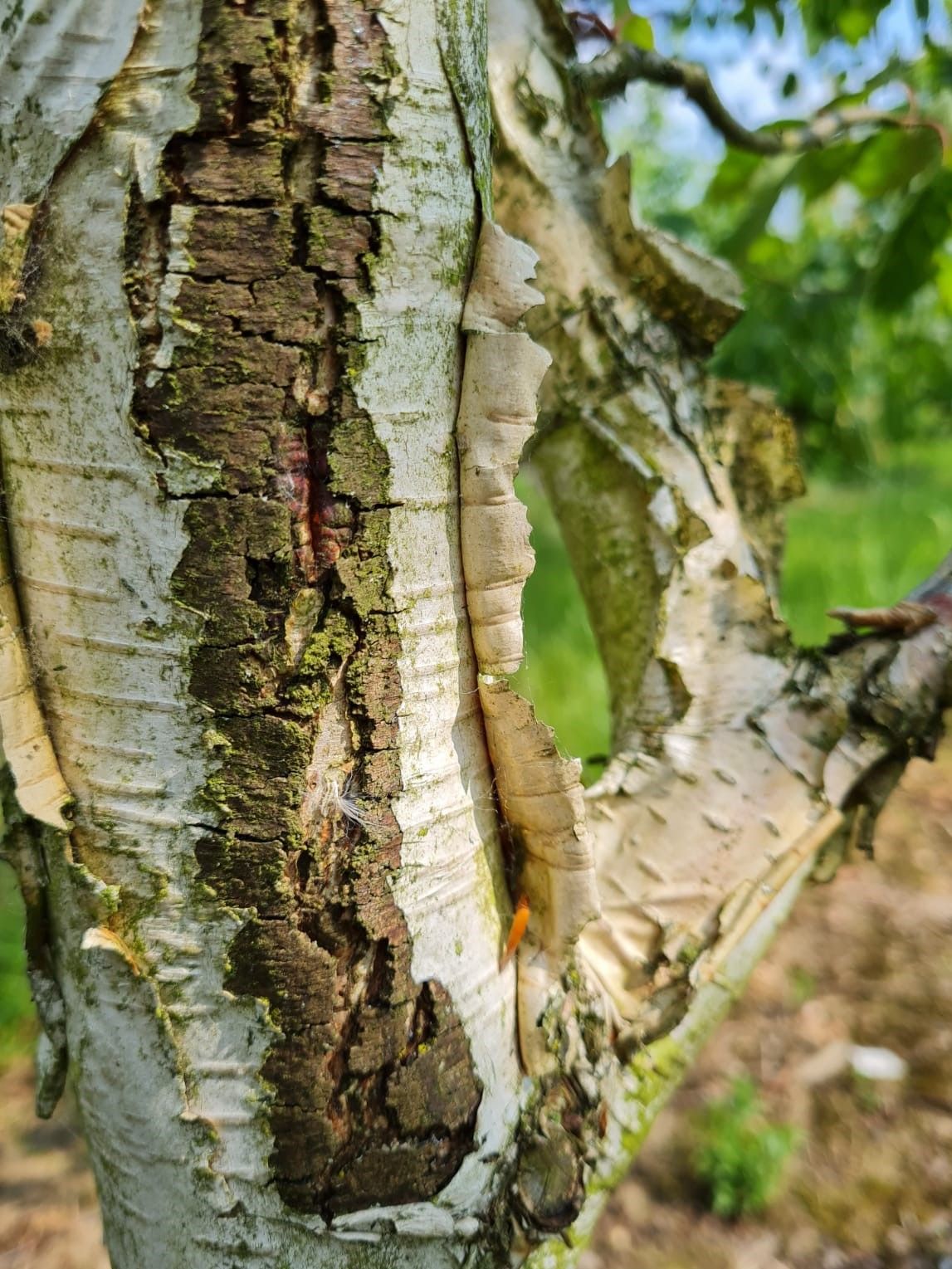 Papierberk | Hoogstam