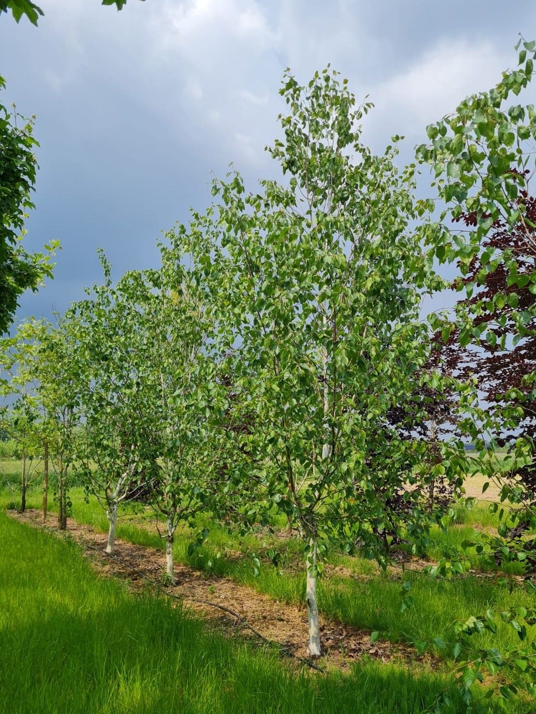 Papierberk | Hoogstam