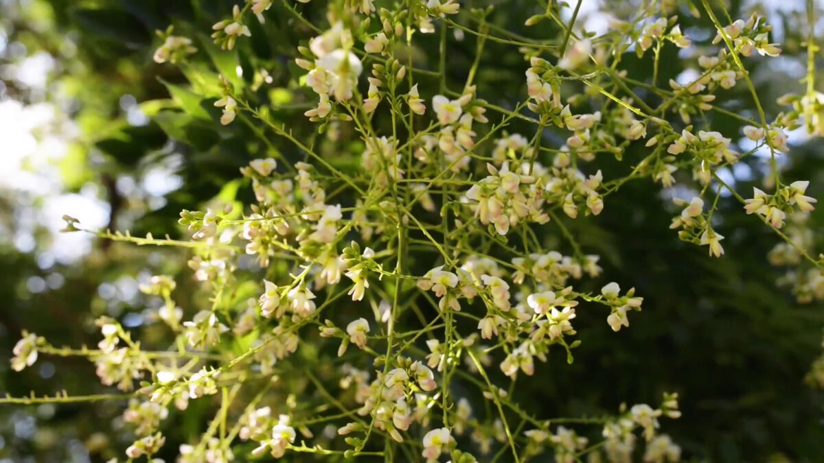 Honingboom | Hoogstam