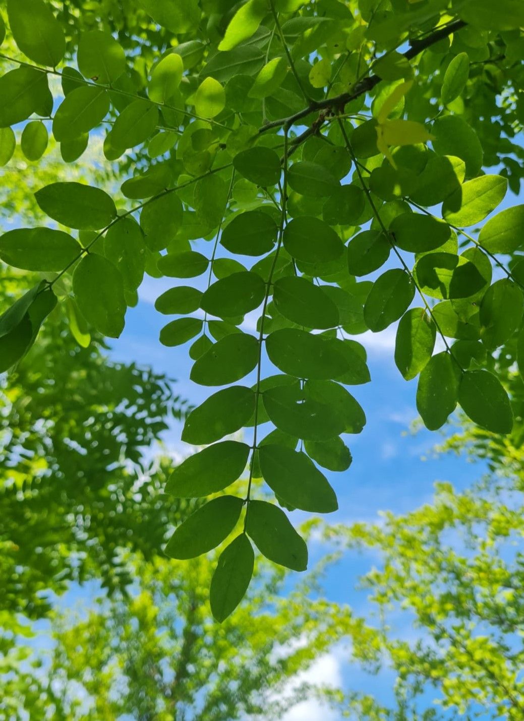 Honingboom | Hoogstam