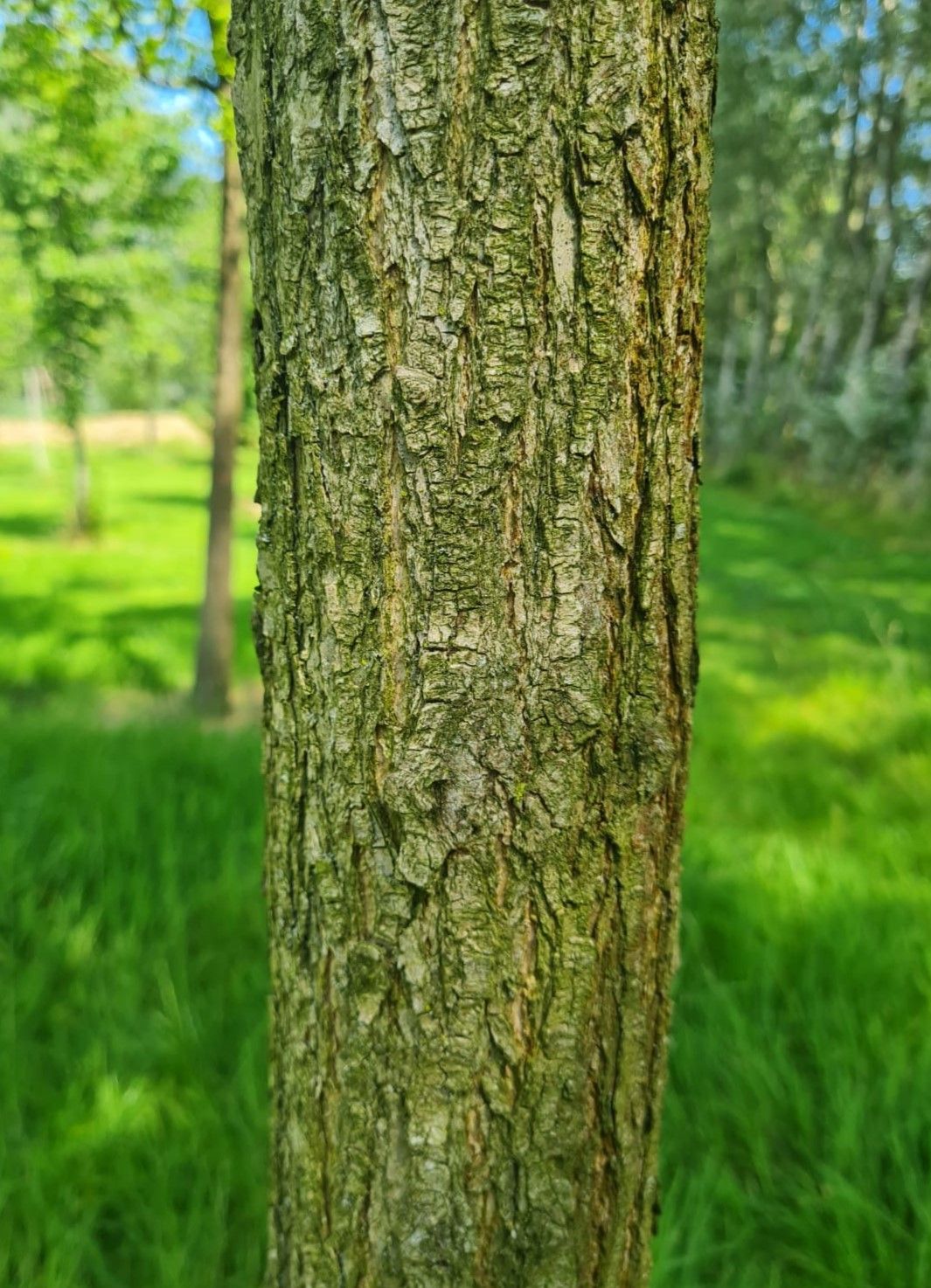 Honingboom | Hoogstam