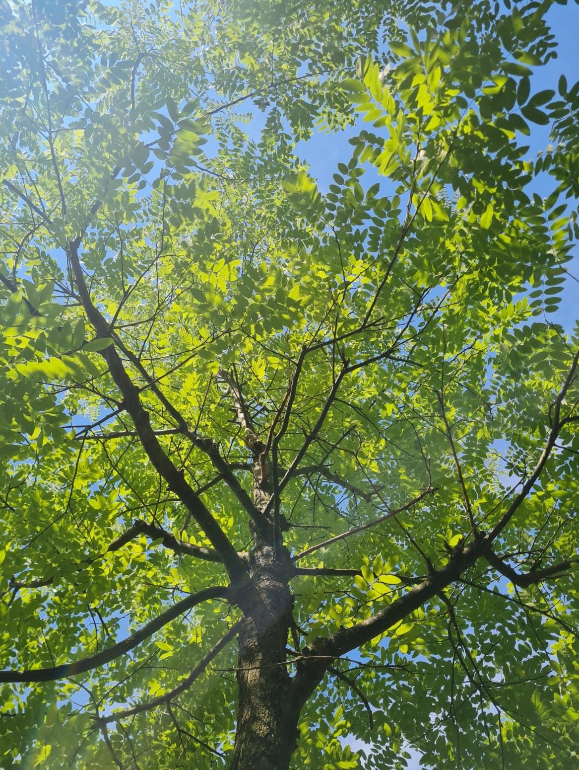 Honingboom | Hoogstam