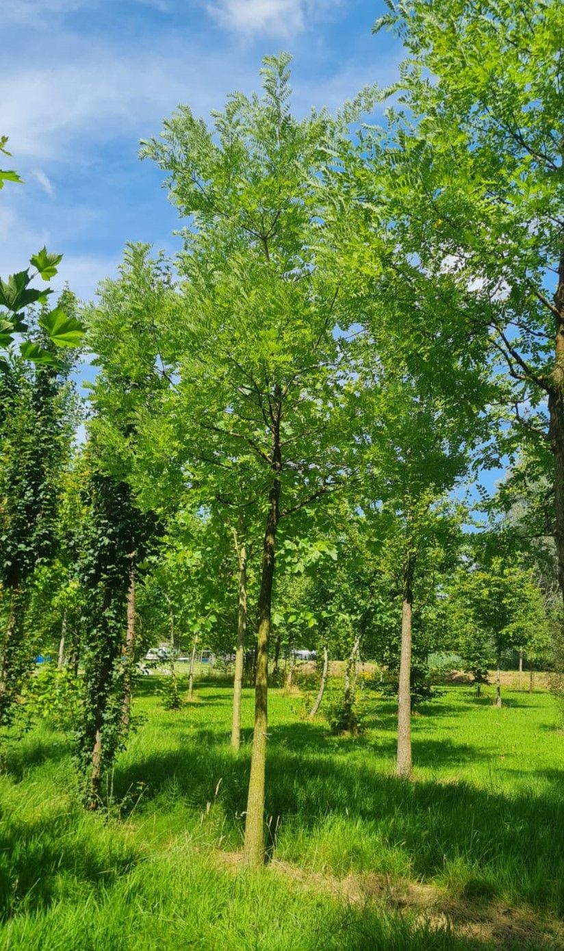 Honingboom | Hoogstam