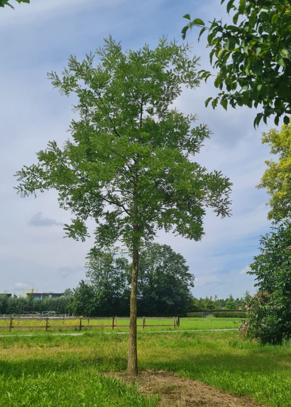 Honingboom | Hoogstam