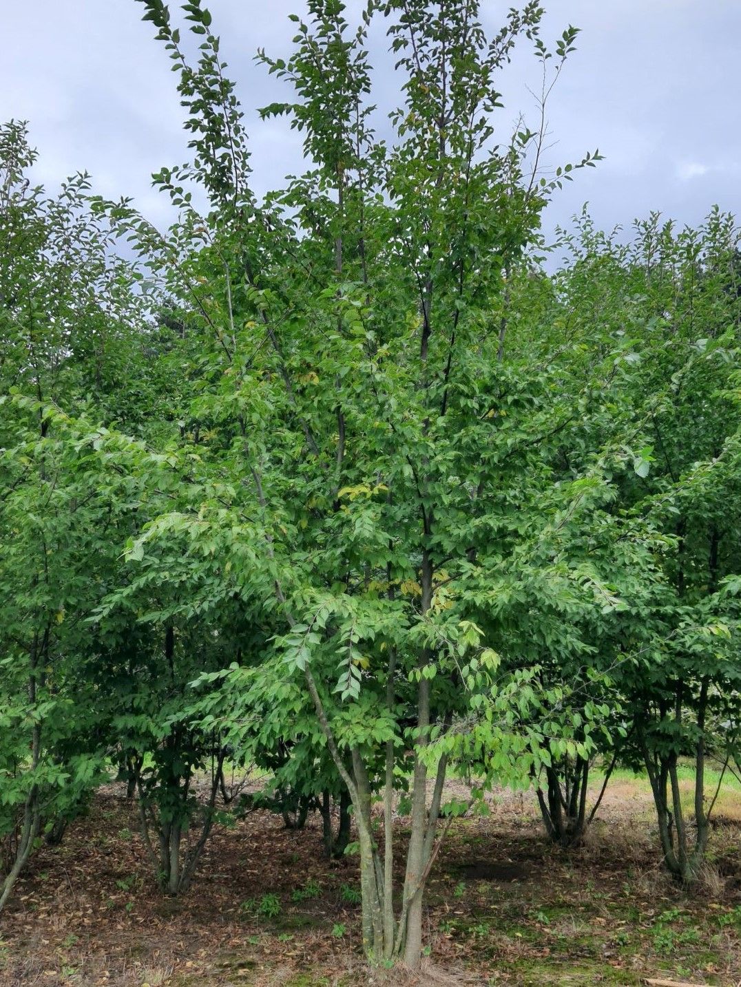 Hopbeuk | Meerstammig