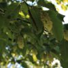 Hopbeuk | Hoogstam