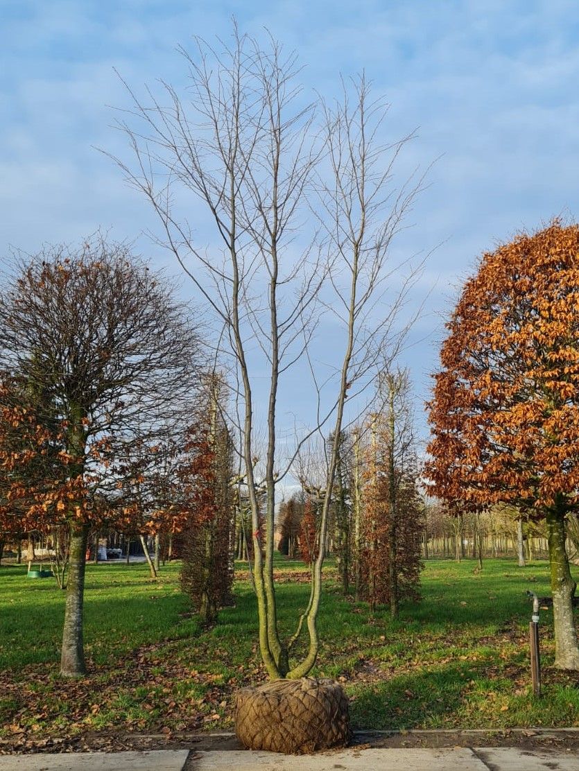 Hopbeuk | Meerstammig