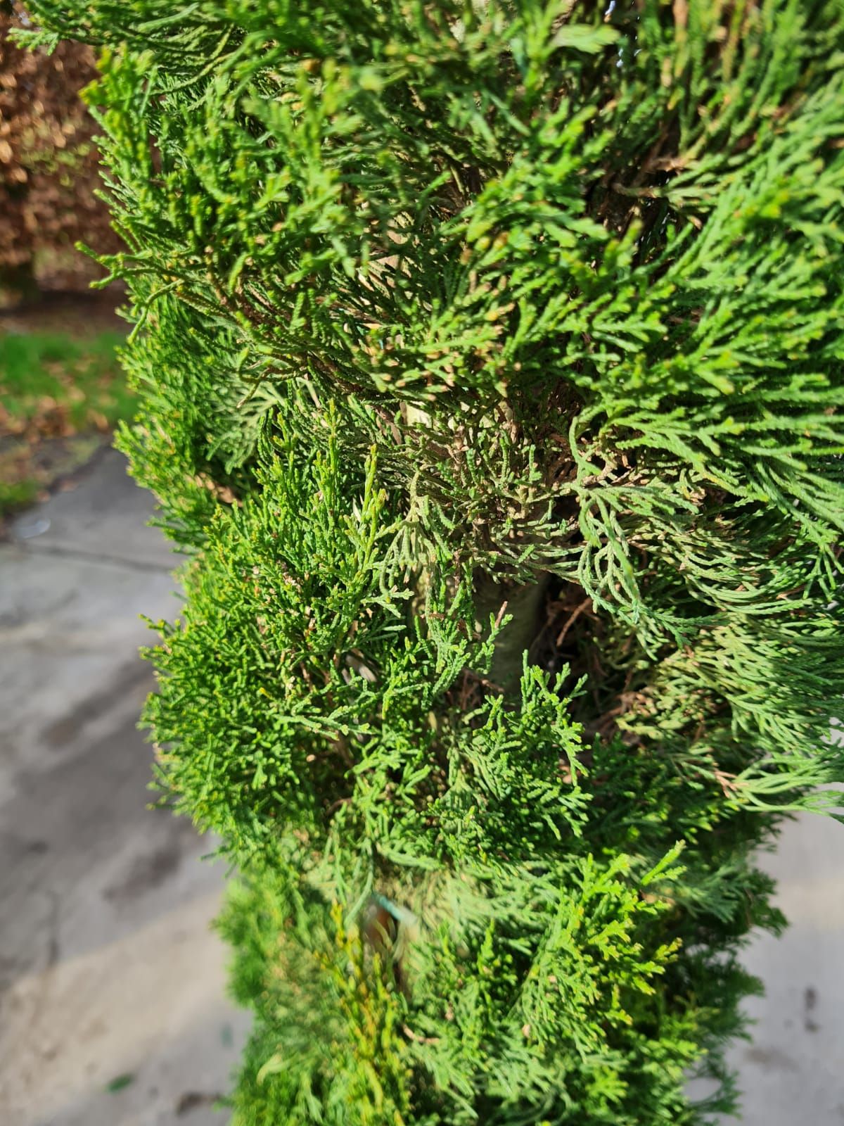 Italiaanse cipres | Laagstam