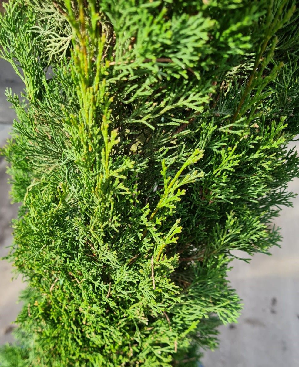 Italiaanse cipres | Laagstam