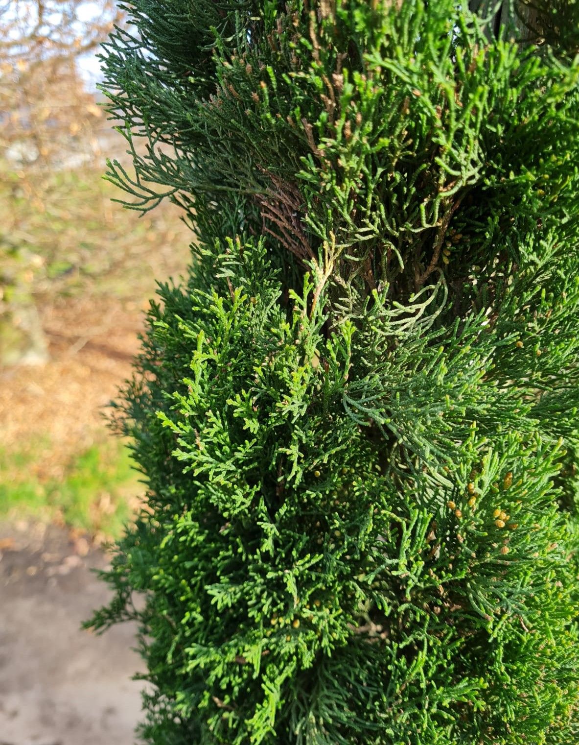 Italiaanse cipres | Laagstam