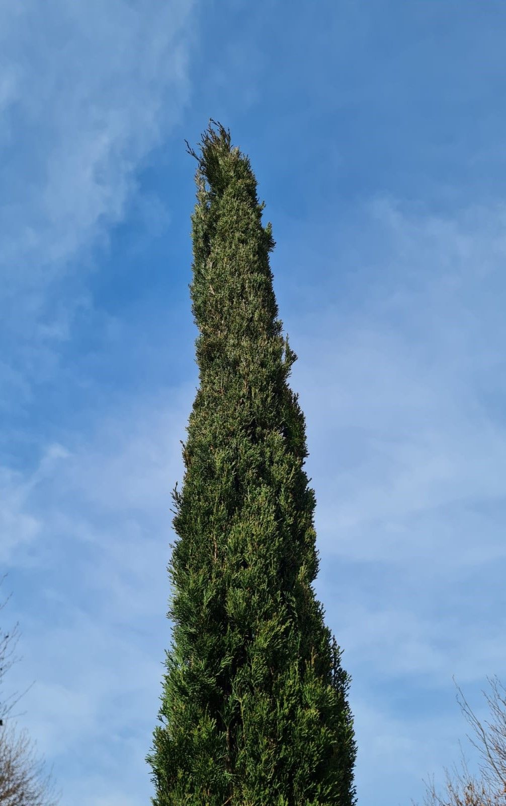 Italiaanse cipres | Laagstam