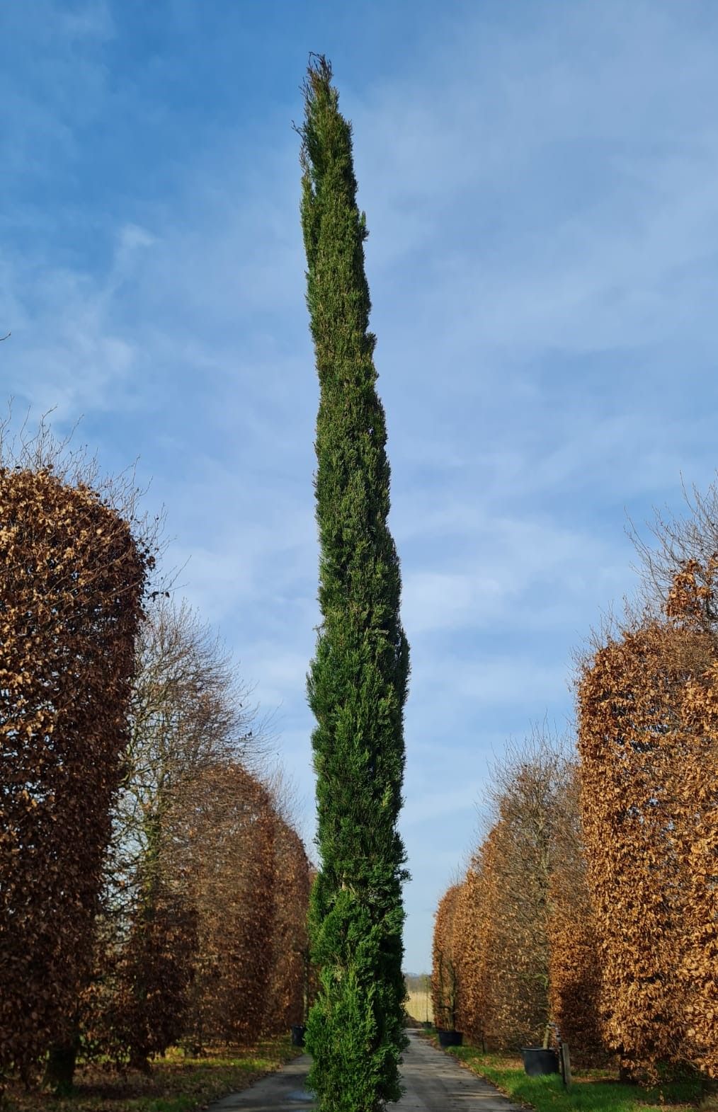 Italiaanse cipres | Laagstam