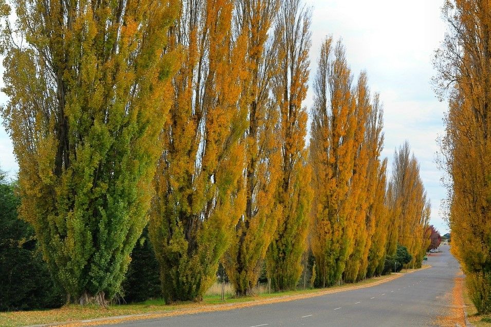 Italiaanse populier | Laagstam