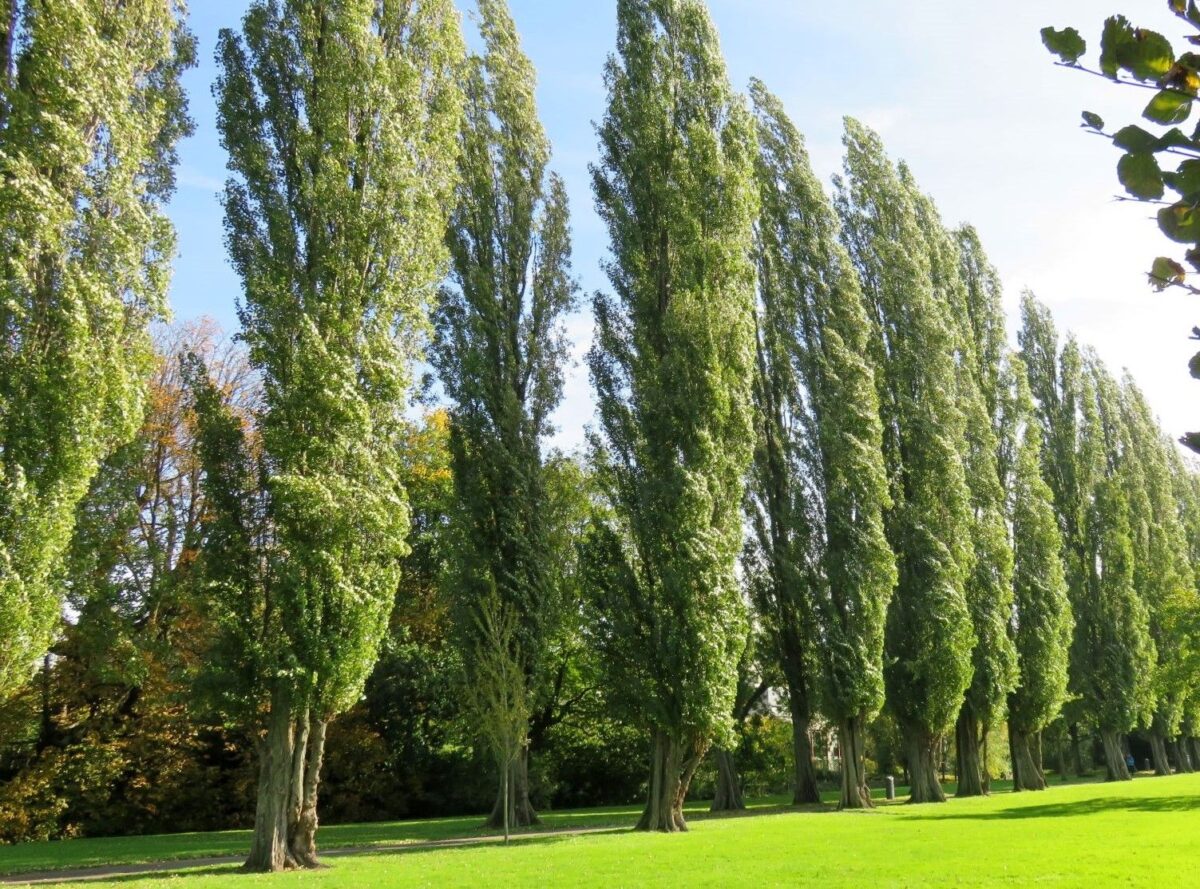 Italiaanse populier | Laagstam