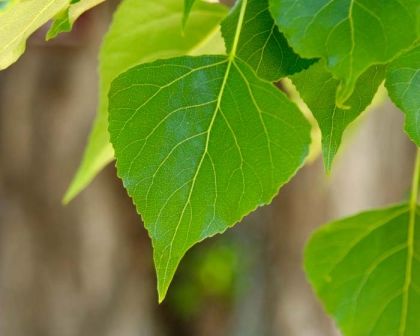 Italiaanse populier | Laagstam