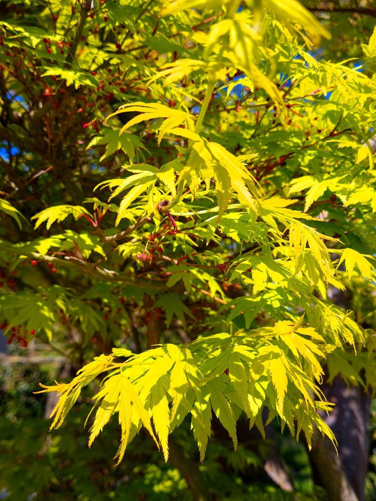 Japanse esdoorn | Karakterboom