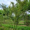 Japanse esdoorn | Meerstammig