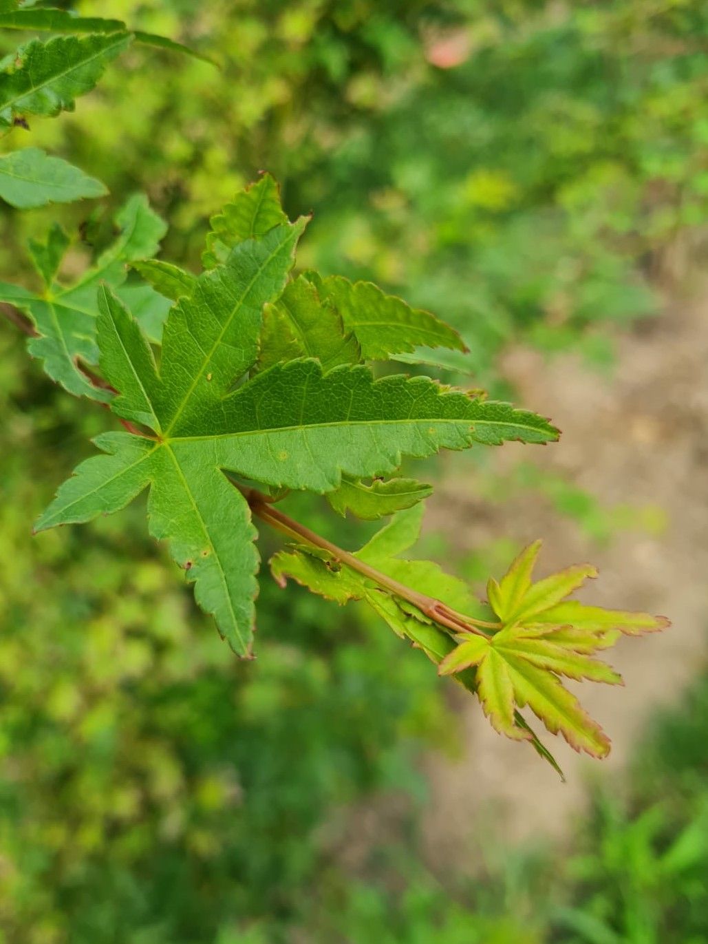 Japanse esdoorn | Karakterboom