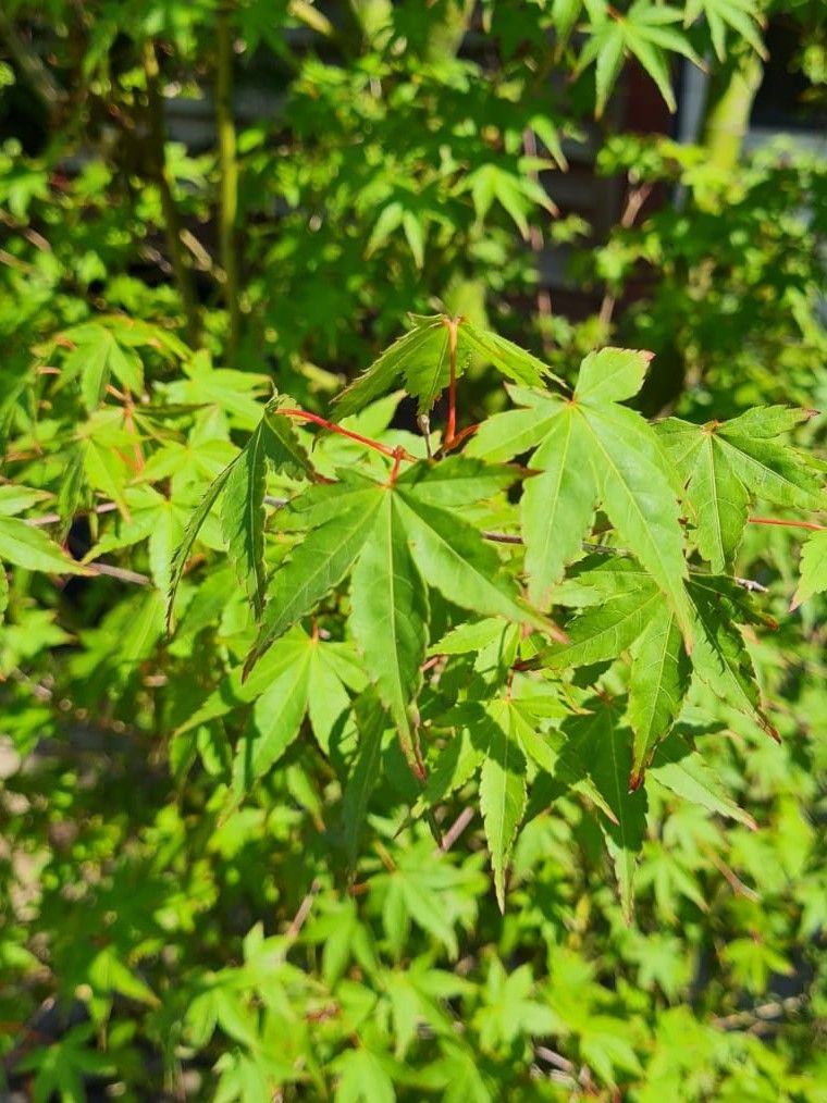 Japanse esdoorn | Karakterboom