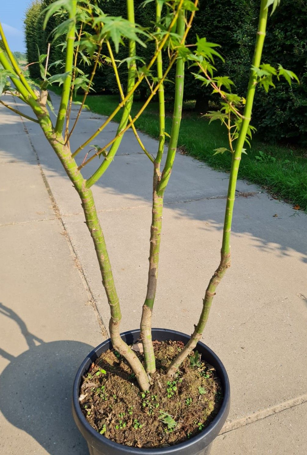 Japanse esdoorn | Meerstammig