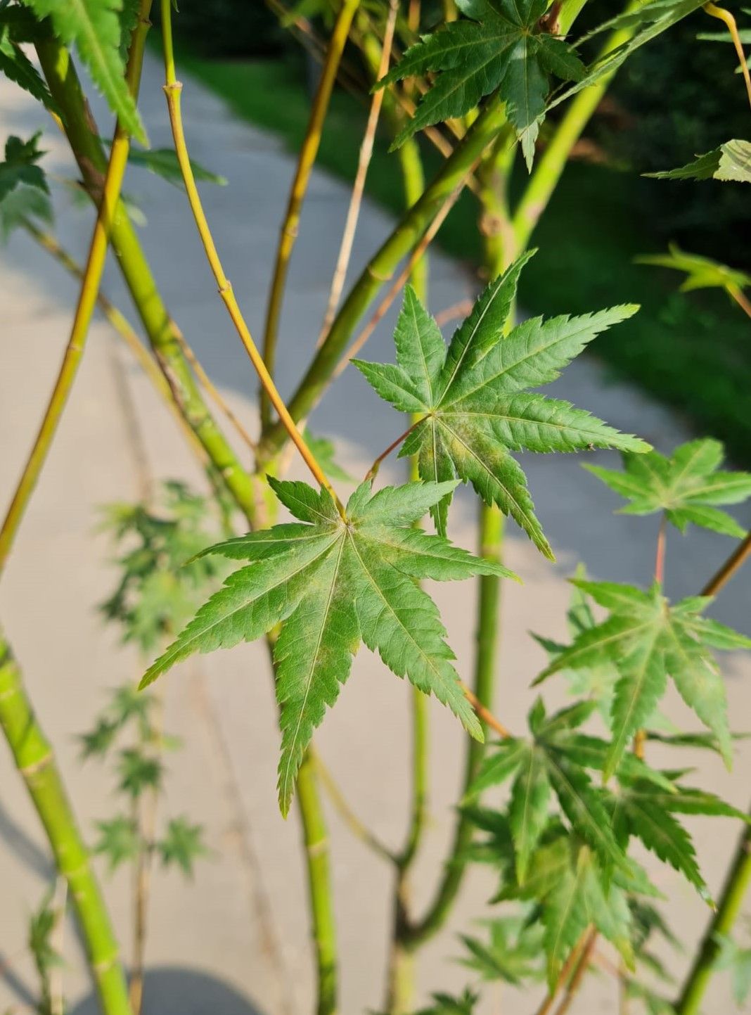 Japanse esdoorn | Meerstammig