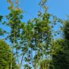 Japanse esdoorn | Meerstammig