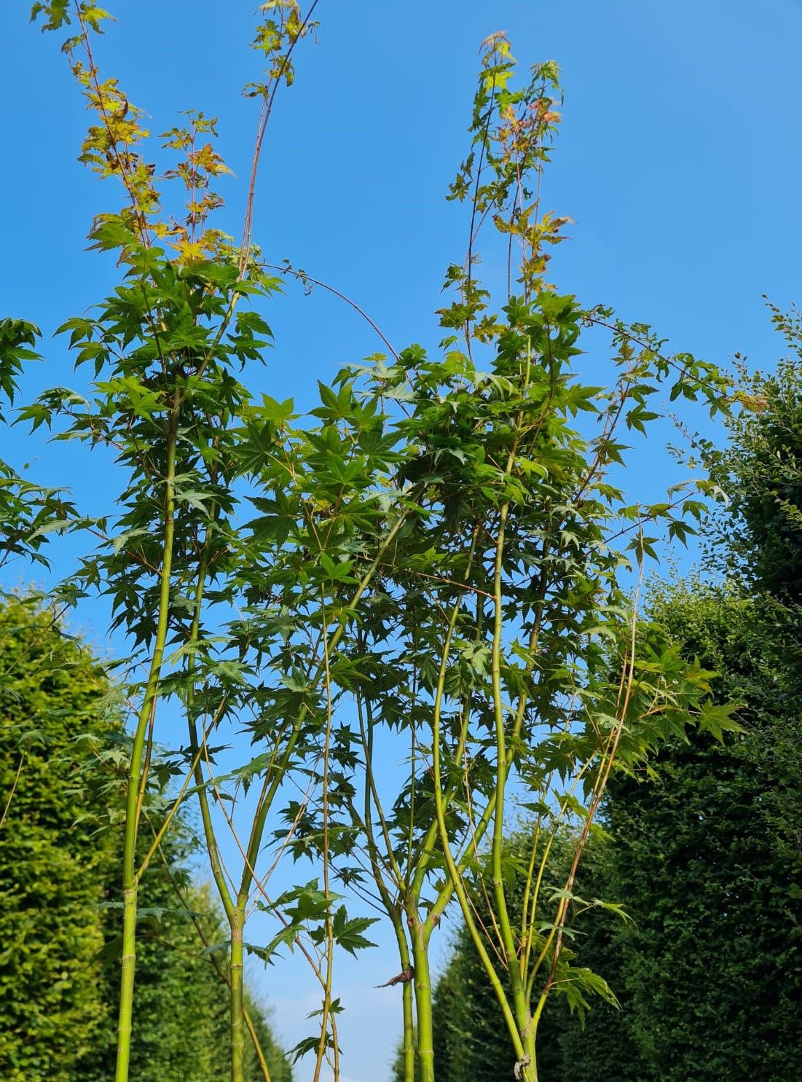 Japanse esdoorn | Meerstammig
