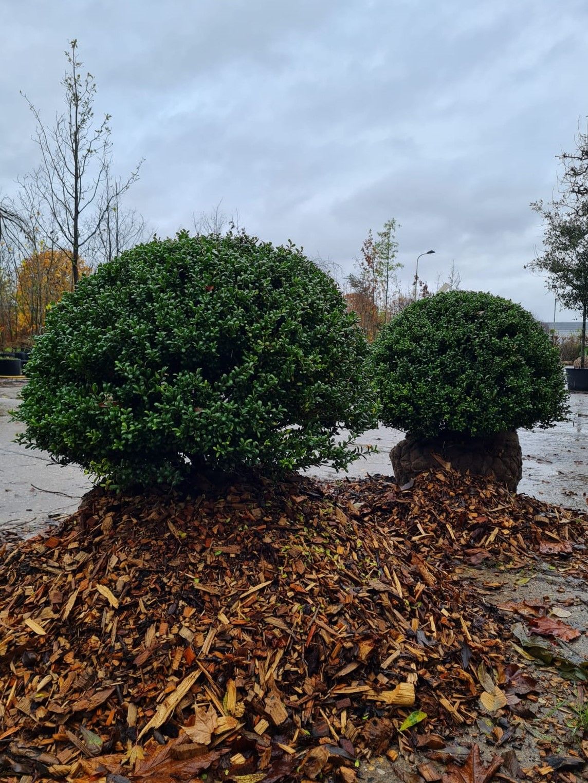 Japanse hulst | Bolvorm