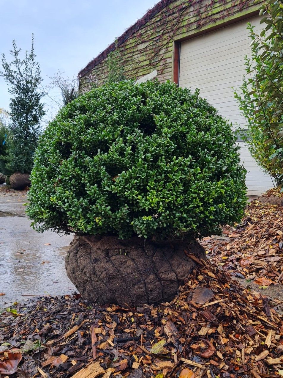 Japanse hulst | Bolvorm