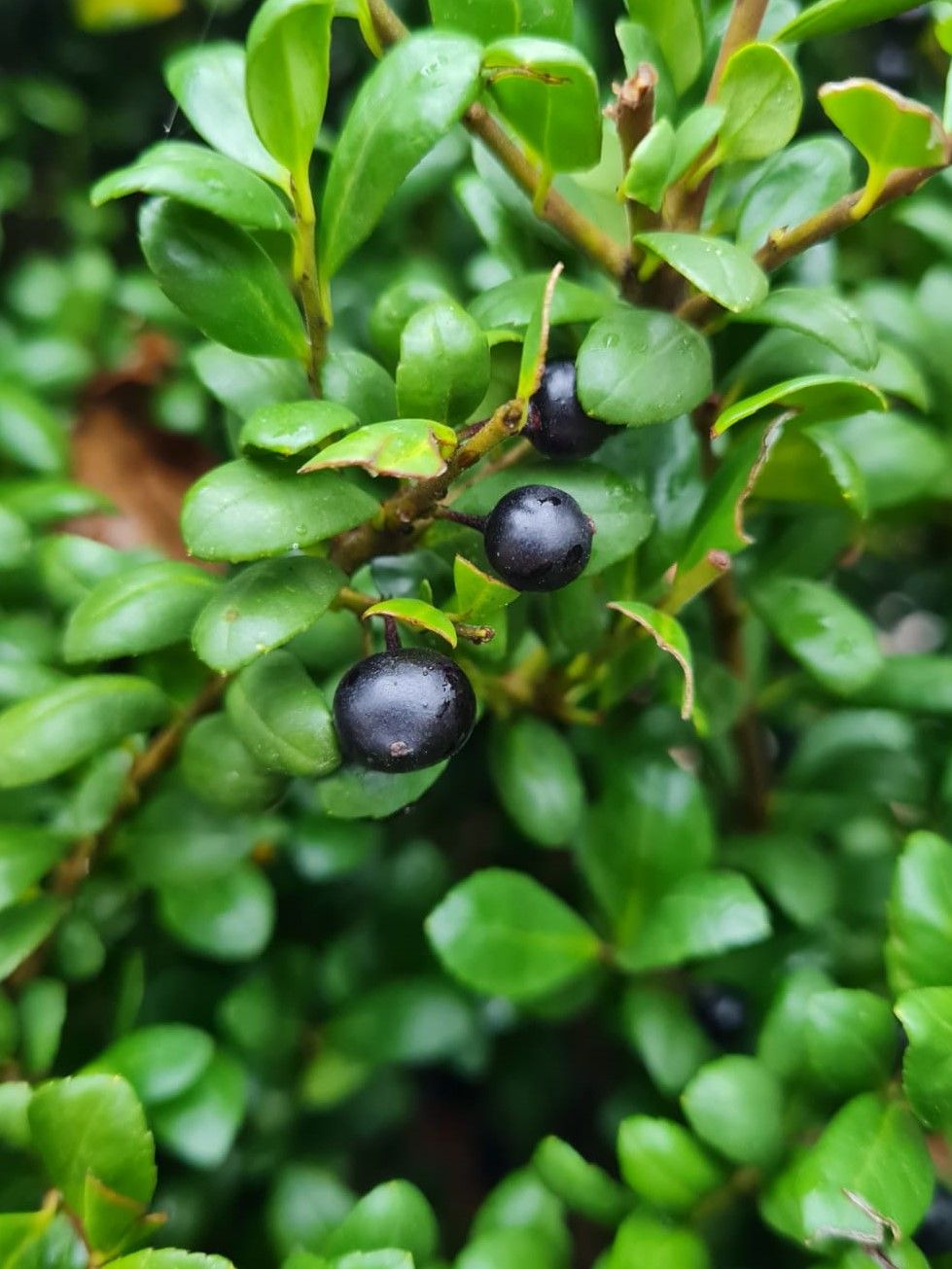 Japanse hulst | Bolvorm