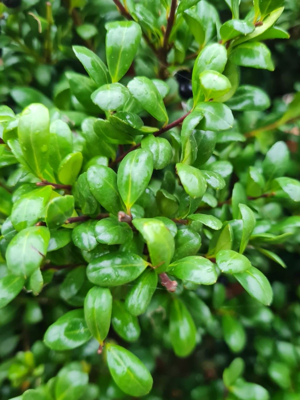 Japanse hulst | Bolvorm